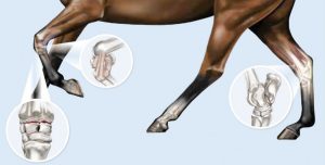 Horse joint injuries stem cells Medrego