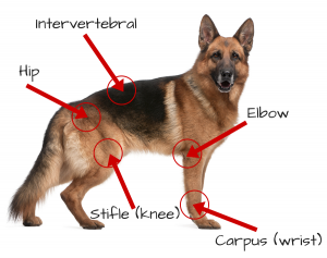Dog arthritis treatment with Stem Cell Therapy