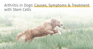 Dog Arthritis causes symptoms treatment with stem cells medrego