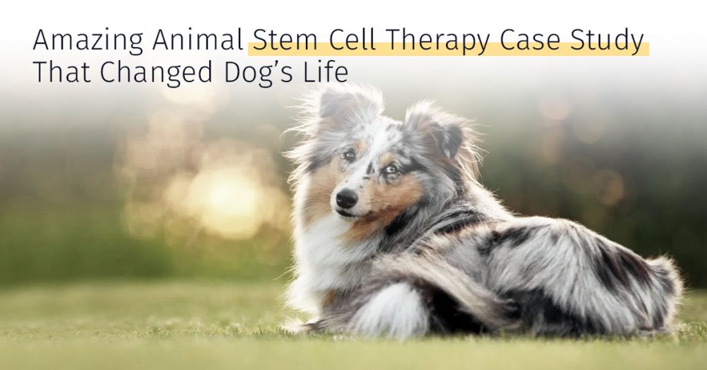 Animal stem cell therapy case study that changed dogs life
