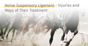 suspensory ligament injury in horses