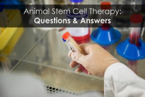 Questions and answers about the stem cell therapy for animal treatment