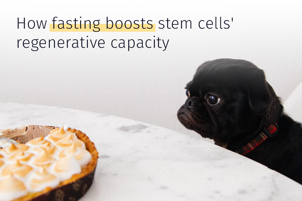 Fasting Boosts Stem cells regenerative capacity