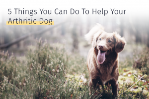 Medrego 5 Things You Can Do To Help Your Arthritic Dog Arthritis in Dogs Canine joint problems Hip dysplasia Dog inflammation