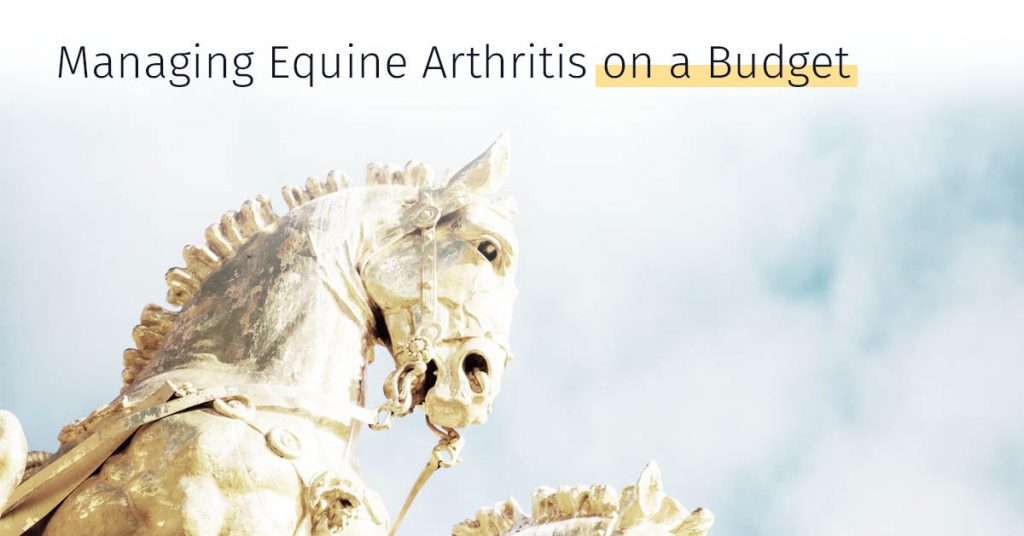 Equine Arthritis and osteoarthritis injuries, Treatment options, stem cell treatment