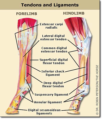 Horse leg anatomy, stem cell treatment medrego, equine leg injury, stem cell therapy for horses, Horse leg anatomy