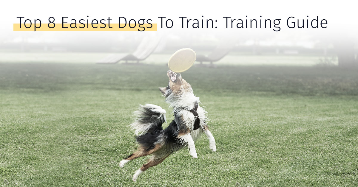 best easy to train dogs
