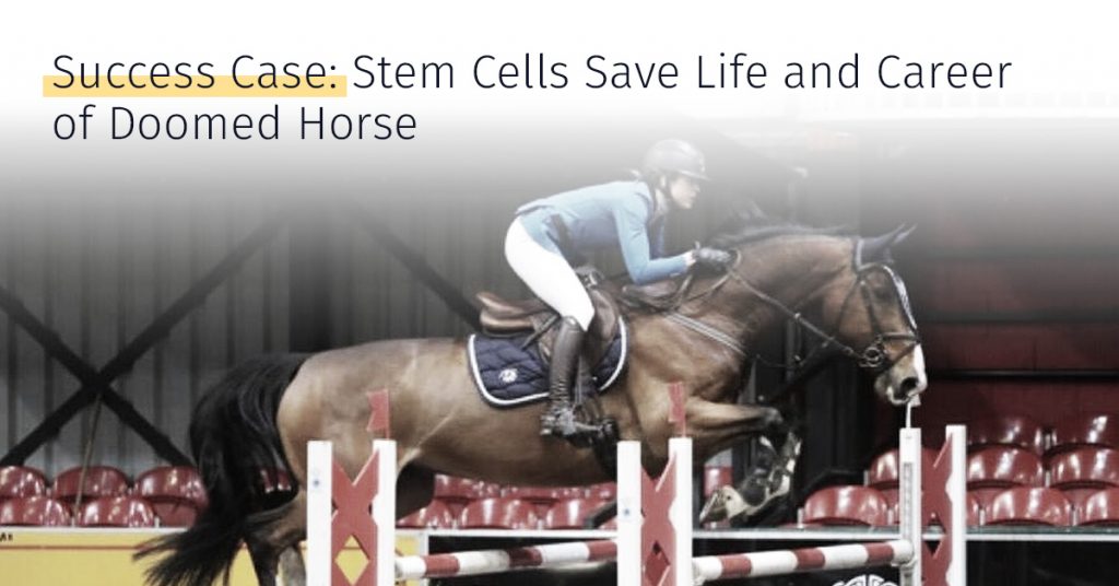 stem cell therapy saves life of an horse, equicell, medrego stem cell treatment for horse, success case
