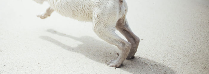 Dog leg anatomy hind legs stem cell therapy