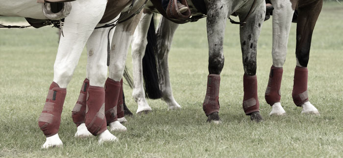 horses tendon healing variables stem cell treatment medrego
