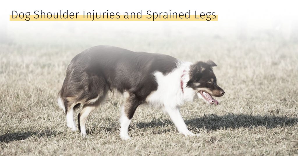 dog shoulder injuries and sprained legs stem cell therapy medrego