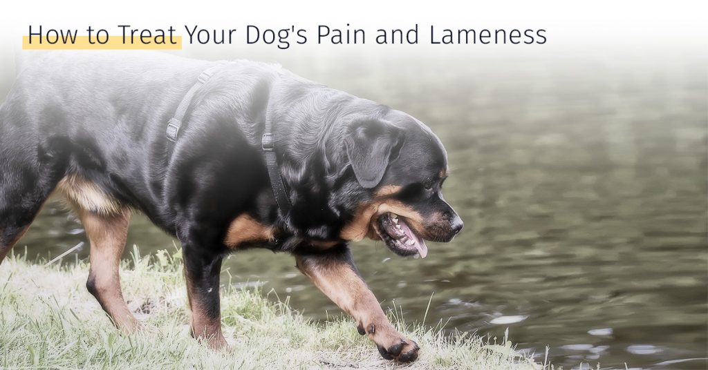 how to treat dogs pain and lameness medrego stem cell therapy