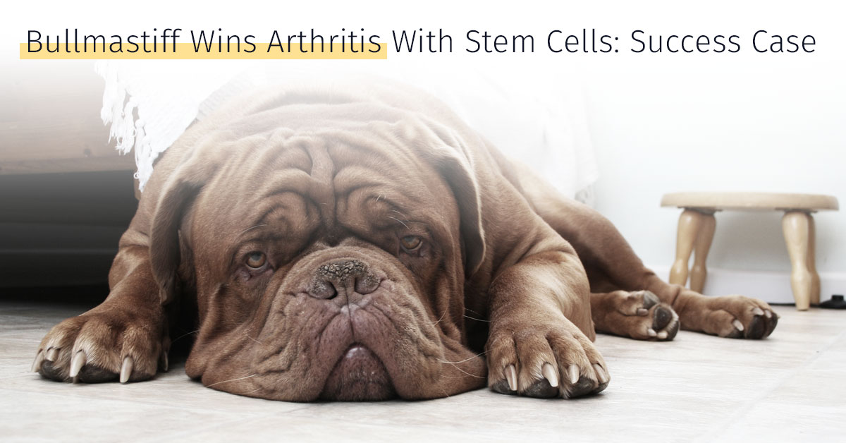 Bullmastiff wins arthritis with stem cells success case Medrego