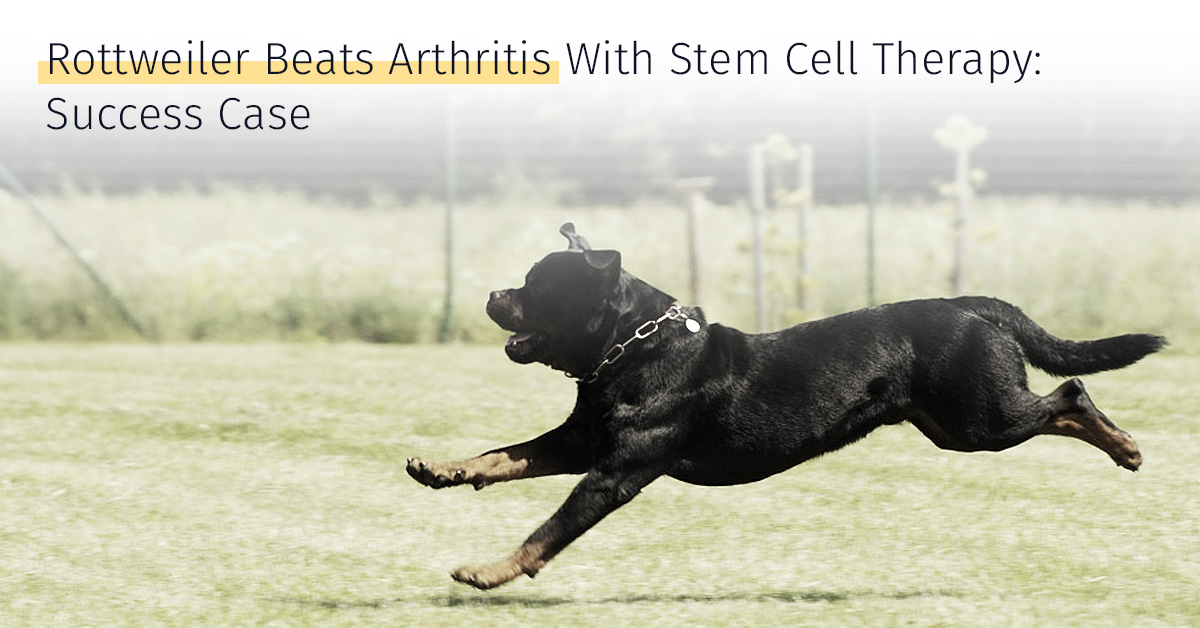 rottweiler arthritis success case stem cell therapy