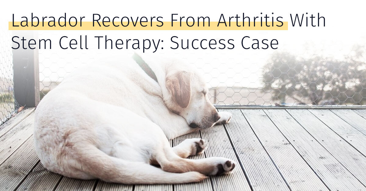 Labrador arthritis success case stem cell therapy