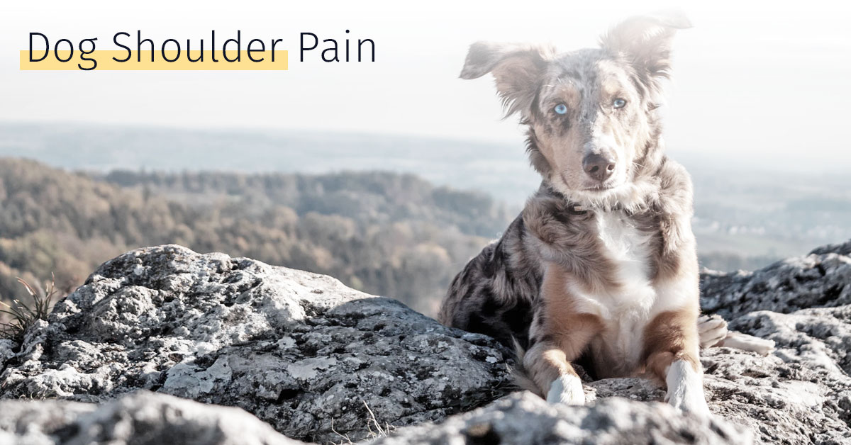 Dog Shoulder Pain | Medrego | Anatomy, Injuries, and Treatments