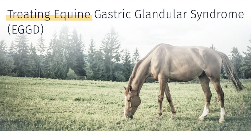 equine gastric glandular syndrome treatment