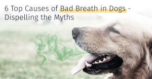 bad breath in dogs causes and solutions