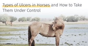 types of ulcers in horses and how to treat them