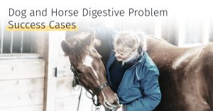 dog horse digestive problem success case