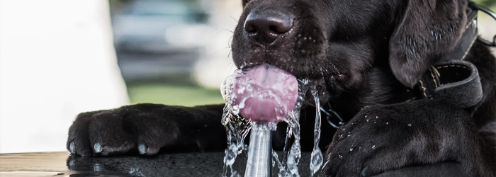 dog rehydration, gastritis in dogs