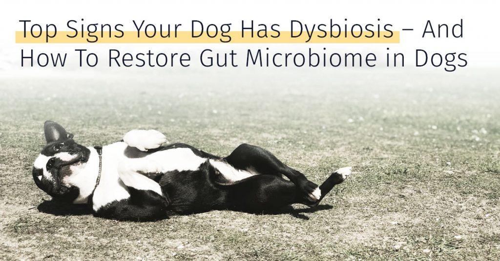 dysbiosis in dogs top signs