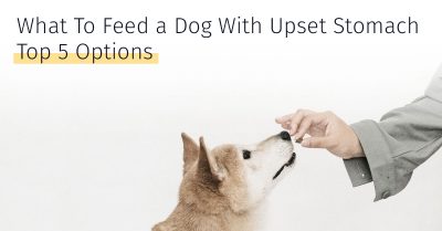food options for dogs with upset stomach