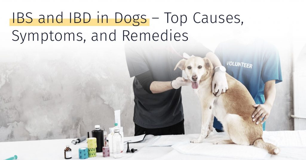 IBS and IBD condition in dogs