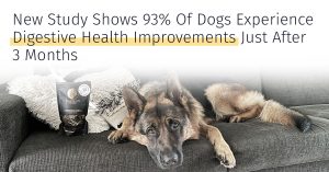Dog gut health prebiotics